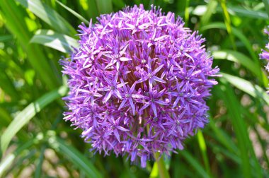 Baharda şehir parkında çiçekler. Doğa arkaplanı .....