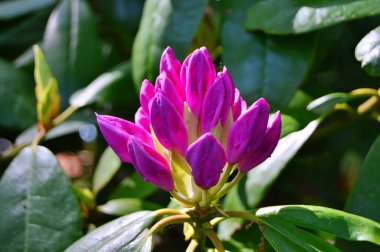 Baharın altındaki şehir parkında Rhododendron (Azalea) çiçekleri ......