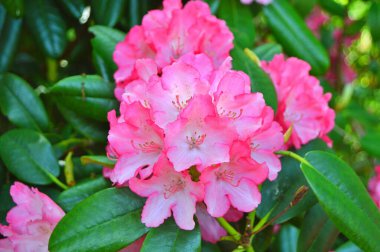 Baharın altındaki şehir parkında Rhododendron (Azalea) çiçekleri ......