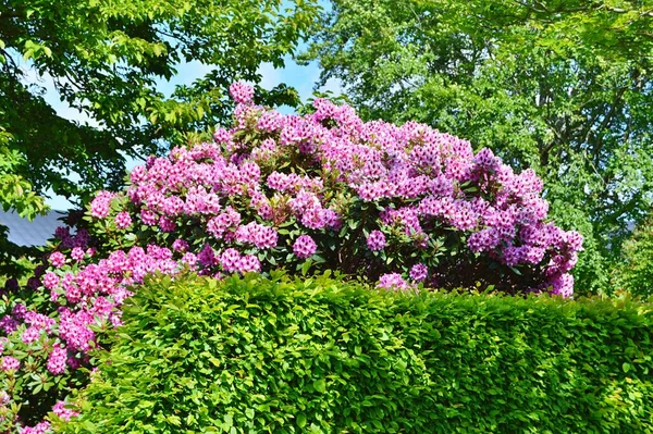 Rhododendron Azalea Flores Parque Ciudad Bajo Primavera — Foto de Stock