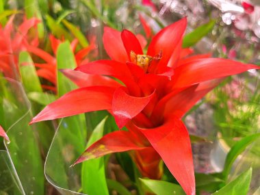 Yaz boyunca bahçede çiçekler. Doğanın çiçek arkaplanı. ....