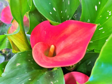 Yaz boyunca bahçede çiçekler. Doğanın çiçek arkaplanı. ....