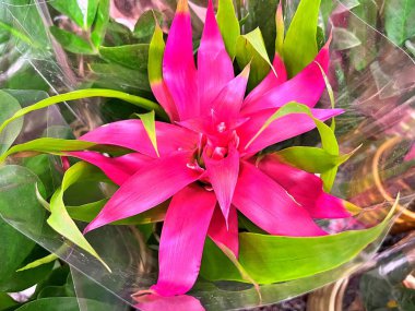 Yaz boyunca bahçede çiçekler. Doğanın çiçek arkaplanı. ....