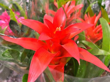 Yaz boyunca bahçede çiçekler. Doğanın çiçek arkaplanı. ....