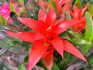 Yaz boyunca bahçede çiçekler. Doğanın çiçek arkaplanı. ....