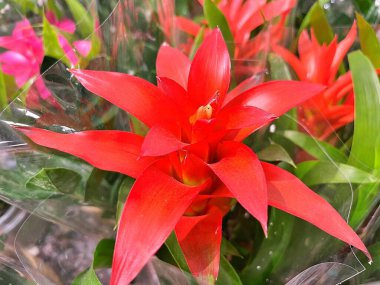 Yaz boyunca bahçede çiçekler. Doğanın çiçek arkaplanı. ....