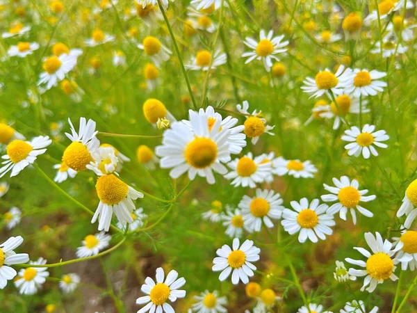 Flores Jardim Durante Verão Natureza Flor Fundo — Fotografia de Stock