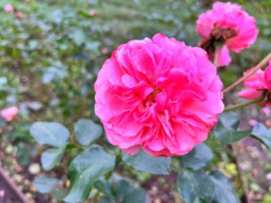 Yaz boyunca şehir parkında güller