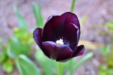 Yaz boyunca bahçede laleler