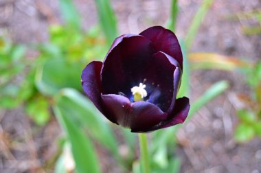 Yaz boyunca bahçede laleler