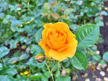 Yaz boyunca şehir parkında güller