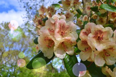 Baharda şehir parkında Azalea (Rhododendron) çiçekleri