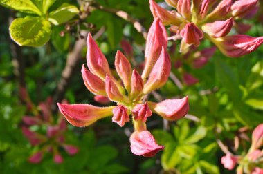 Rododendron (Azalea) çiçekleri tamamen açmış