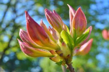 Rododendron (Azalea) çiçekleri tamamen açmış