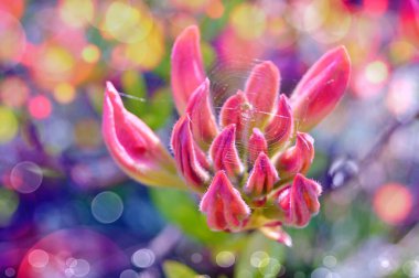 Azalea (Rhododendron) çiçekleri yaz boyunca şehir parkında 