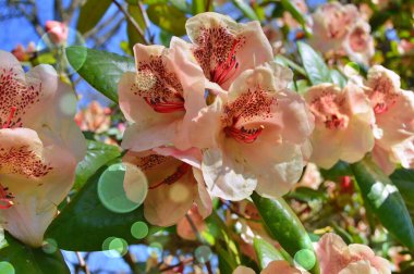 Azalea (Rhododendron) çiçekleri yaz boyunca şehir parkında 