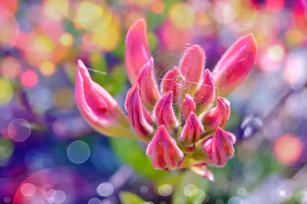 Azalea (Rhododendron) çiçekleri yaz boyunca şehir parkında 