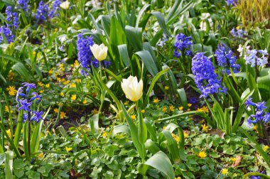 Baharda bahçede çiçekler (lale). Doğa ve renkli arkaplan