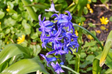 Baharda bahçede çiçekler var. Doğa ve renkli arkaplan