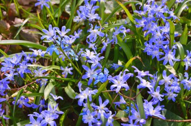 Baharda bahçede çiçekler var. Doğa ve renkli arkaplan