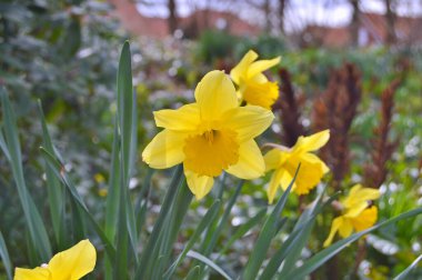 Baharda bahçede çiçekler var. Doğa ve renkli arkaplan