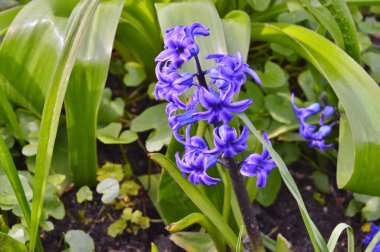 Baharda bahçede çiçekler var. Doğa ve renkli arkaplan