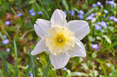 Baharda bahçede çiçekler var. Doğa ve renkli arkaplan