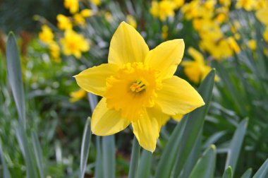 Baharda bahçede çiçekler var. Doğa ve renkli arkaplan
