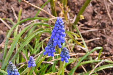 Baharda bahçede çiçekler var. Doğa ve renkli arkaplan