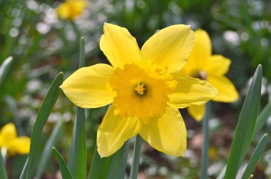 Baharda bahçede çiçekler var. Doğa ve renkli arkaplan