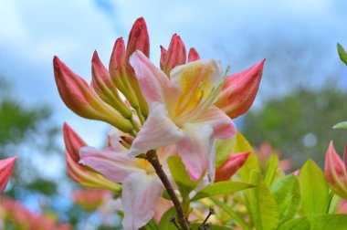 Yaz boyunca bahçede Rhododendron (Azalea) çiçekleri vardır. Renkli ve doğa arkaplanı .....