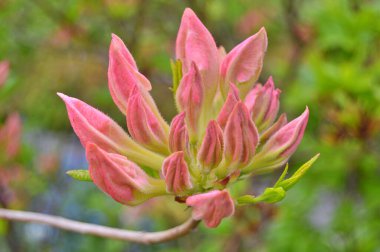 Yaz boyunca bahçede Rhododendron (Azalea) çiçekleri vardır. Renkli ve doğa arkaplanı .....