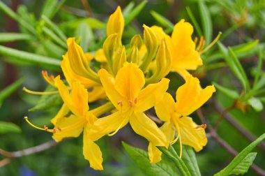 Yaz boyunca bahçede Rhododendron (Azalea) çiçekleri vardır. Renkli ve doğa arkaplanı .....