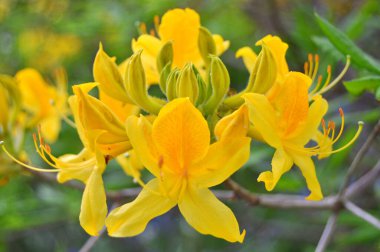 Yaz boyunca bahçede Rhododendron (Azalea) çiçekleri vardır. Renkli ve doğa arkaplanı .....