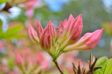 Yaz boyunca bahçede Rhododendron (Azalea) çiçekleri vardır. Renkli ve doğa arkaplanı .....