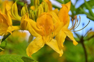 Baharda bahçede Rhododendron (Azalea) çiçekleri. ....