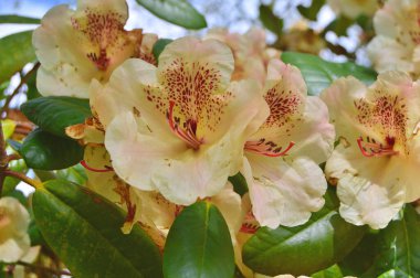 Baharda bahçede Rhododendron (Azalea) çiçekleri. ....