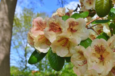Baharda bahçede Rhododendron (Azalea) çiçekleri bulunur. Doğa arkaplanı ......