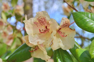 Baharda bahçede Rhododendron (Azalea) çiçekleri. ....
