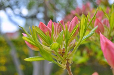 Baharda bahçede Rhododendron (Azalea) çiçekleri bulunur. Doğa arkaplanı ......