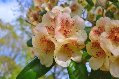 Baharda bahçede Rhododendron (Azalea) çiçekleri bulunur. Doğa arkaplanı ......