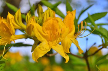 Baharda bahçede Rhododendron (Azalea) çiçekleri bulunur. Doğa arkaplanı ......
