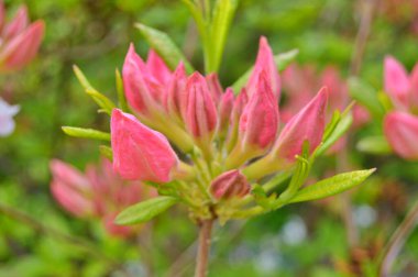 Baharda bahçede Rhododendron (Azalea) çiçekleri bulunur. Doğa arkaplanı ......