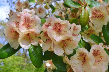 Baharda bahçede Rhododendron (Azalea) çiçekleri bulunur. Doğa arkaplanı ......