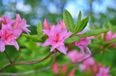 Baharda bahçede Rhododendron (Azalea) çiçekleri bulunur. Doğa arkaplanı ......