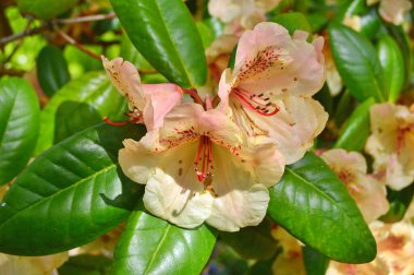 Baharda bahçede Rhododendron (Azalea) çiçekleri bulunur. Doğa arkaplanı ......