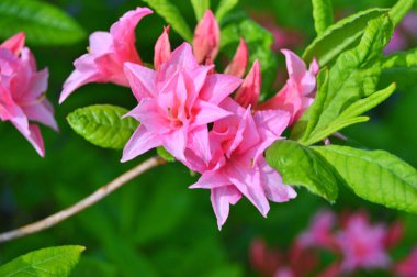 Baharda bahçede Rhododendron (Azalea) çiçekleri bulunur. Doğa arkaplanı ......