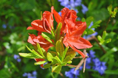 Baharda bahçede Rhododendron (Azalea) çiçekleri bulunur. Doğa arkaplanı ......