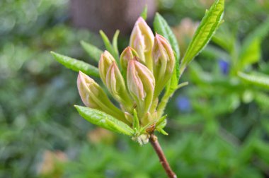 Baharda bahçede Rhododendron (Azalea) çiçekleri bulunur. Doğa arkaplanı ......