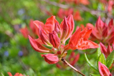 Baharda bahçede Rhododendron (Azalea) çiçekleri bulunur. Doğa arkaplanı ......